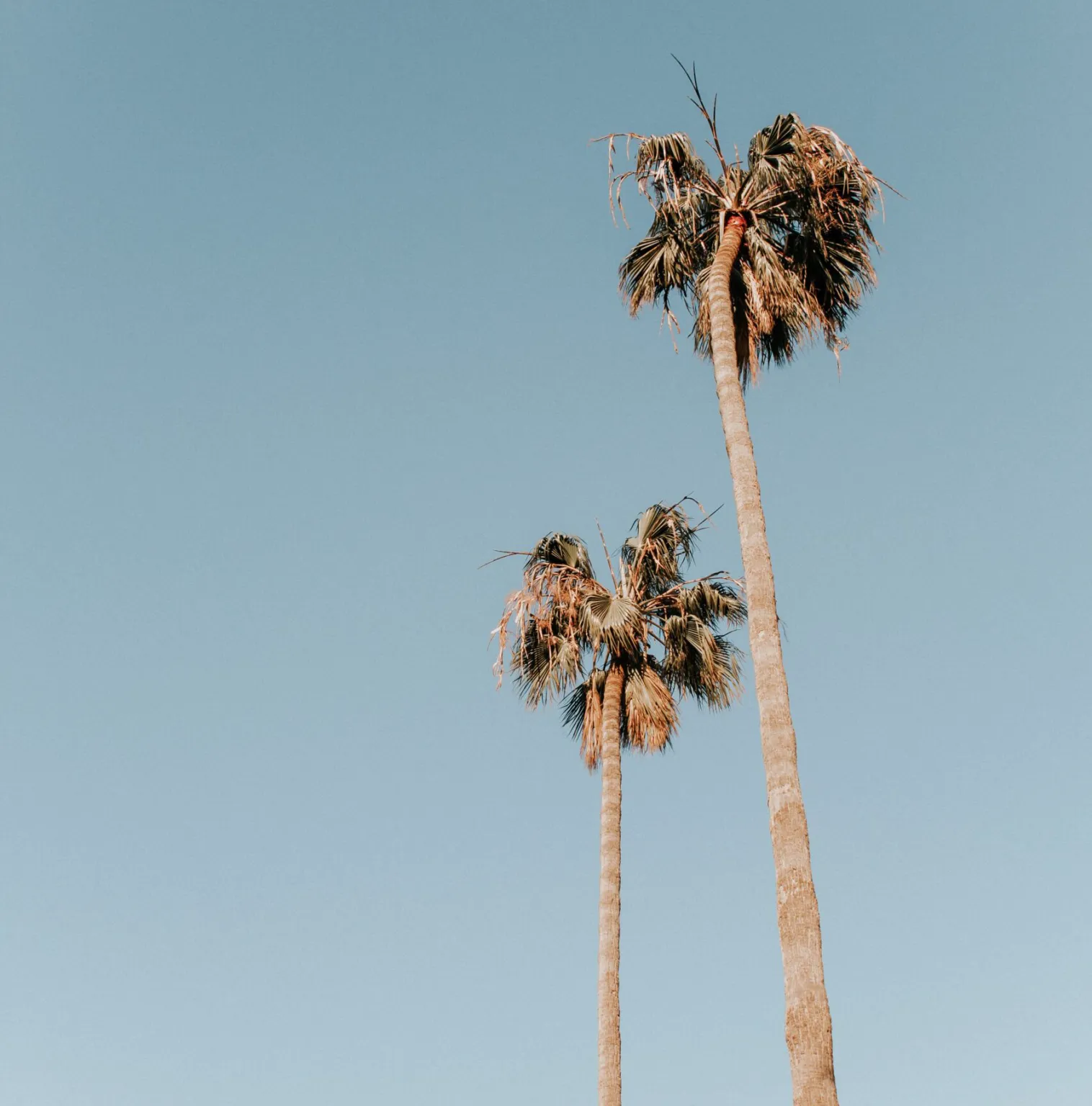 palm2